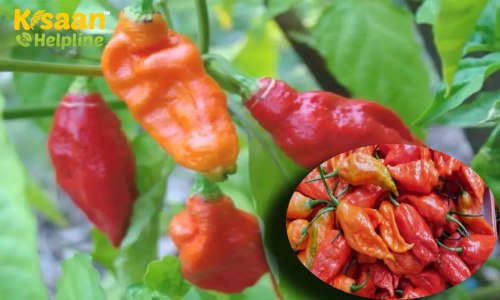 देश से पहली बार लन्दन निर्यात की गयी नागालैंड की "राजा मिर्च", जानिए पीएम मोदी की प्रतिक्रिया 